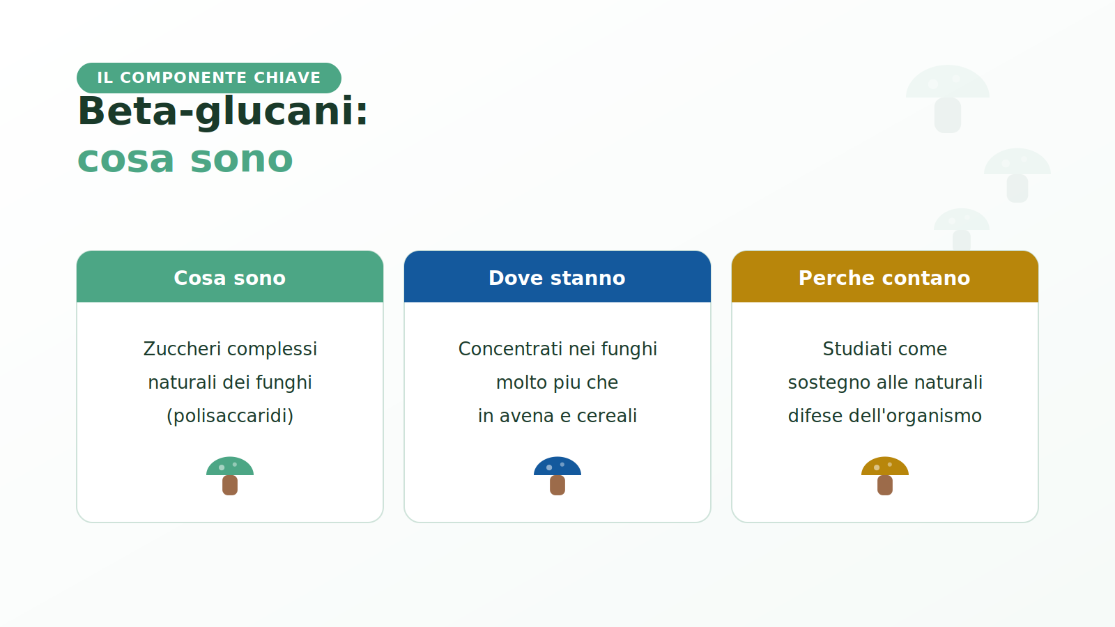 Beta-glucani nei funghi: cosa sono e perché contano nella micoterapia Etna Wellness