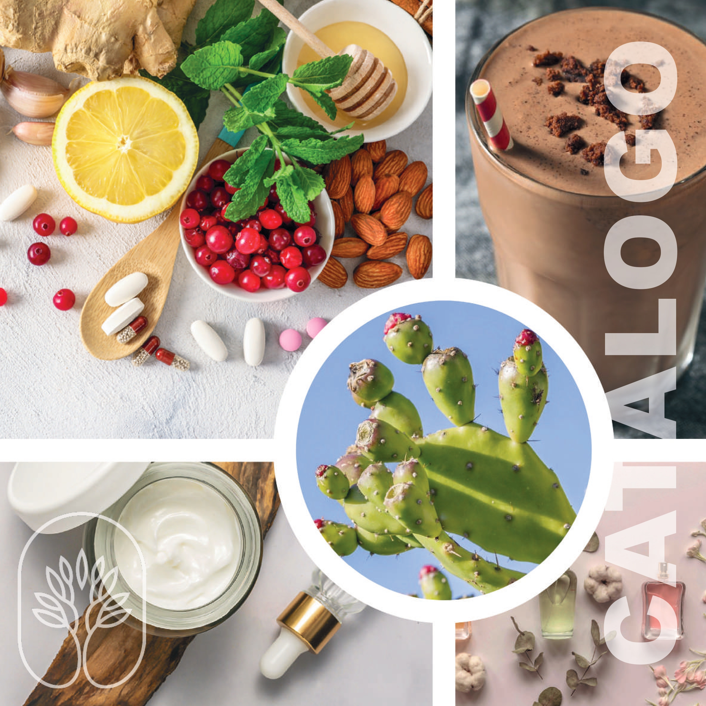Copertina catalogo prodotti Etna Wellness 2026 versione ufficiale 5.0.25
