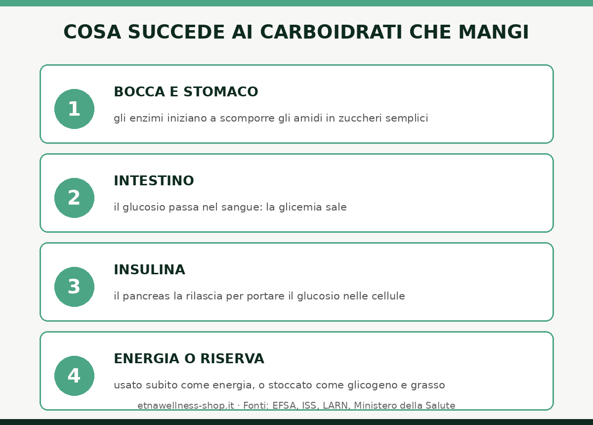 metabolismo dei carboidrati le tappe dalla digestione all'energia glucosio insulina